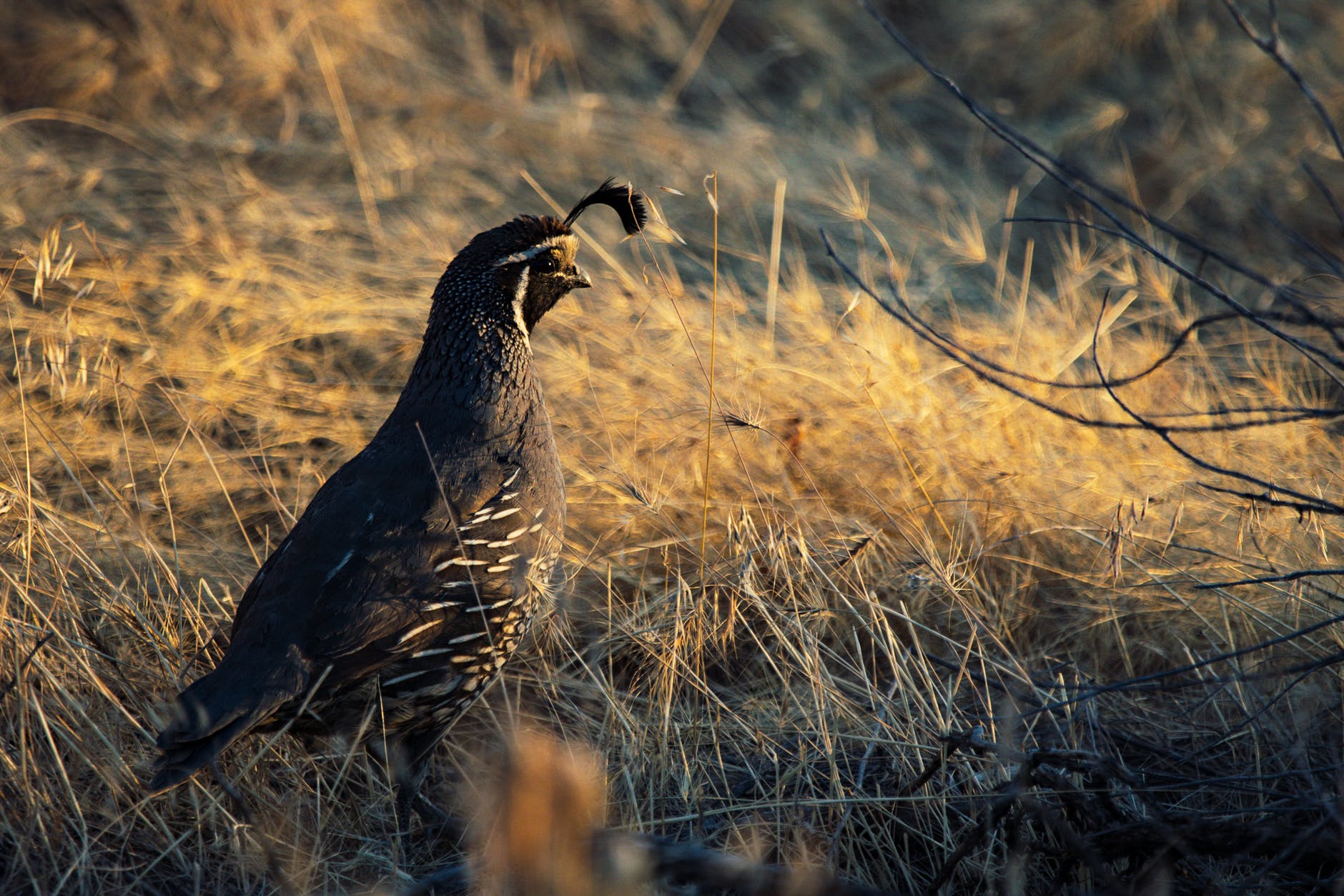 quail hunting texas – Schminter