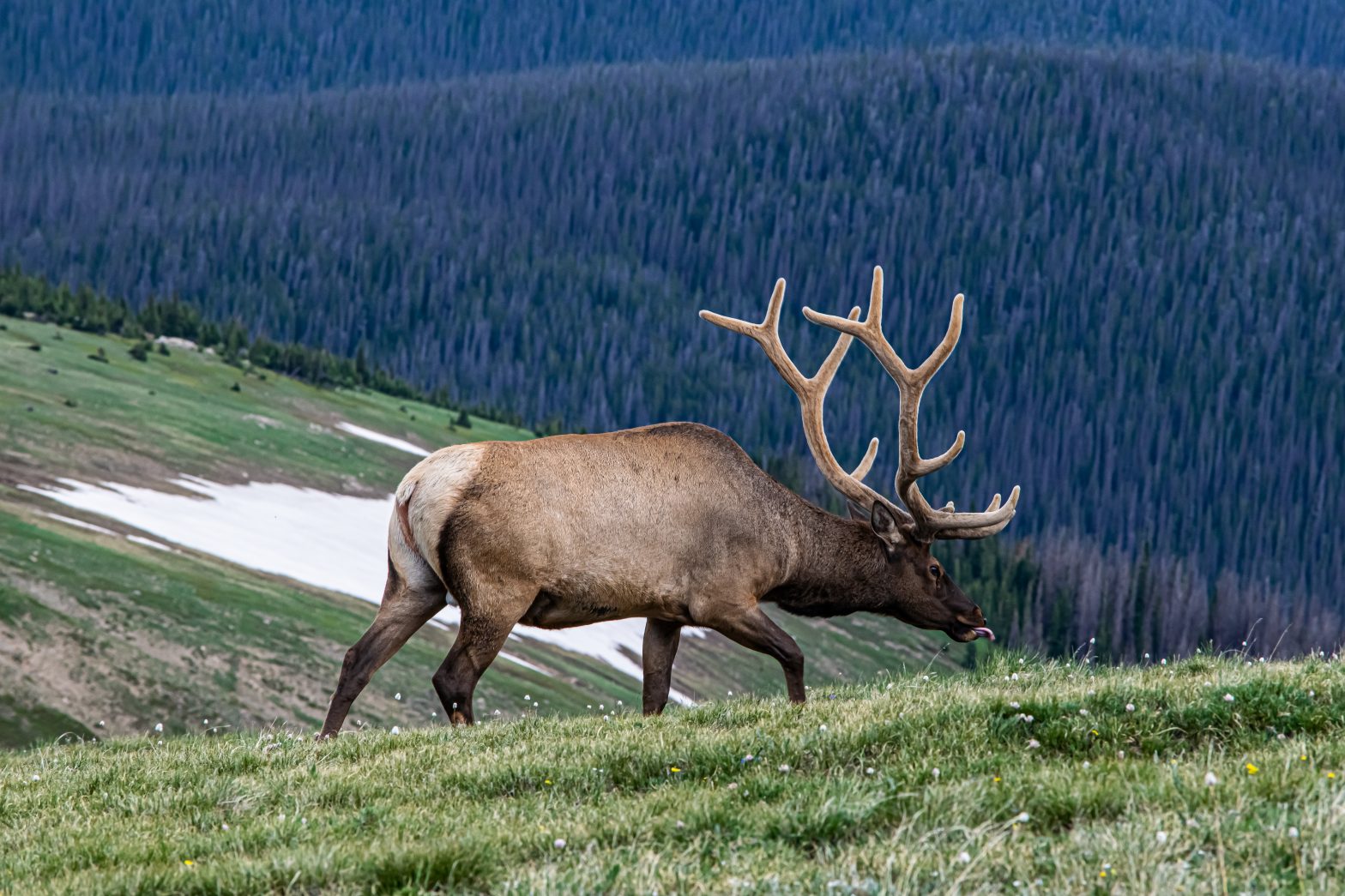 washington-elk-hunting-schminter